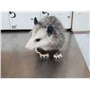 Image 3 : 3 Cute Critters Taxidermy Lot