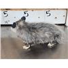 Image 4 : 3 Cute Critters Taxidermy Lot