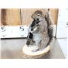 Image 7 : 3 Cute Critters Taxidermy Lot