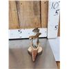 Image 9 : 3 Cute Critters Taxidermy Lot