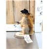 Image 3 : Sheriff Squirrel Taxidermy Mount