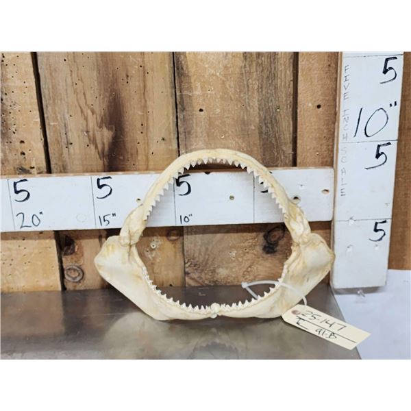 Big Set Of Mako Shark Jaws Taxidermy