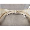 Image 2 : Big Set Of Mako Shark Jaws Taxidermy
