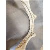 Image 3 : Big Set Of Mako Shark Jaws Taxidermy