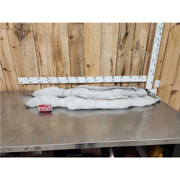 2 Blue Ranch Fox Soft Tanned Furs Taxidermy