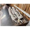 Image 3 : 2 Blue Ranch Fox Soft Tanned Furs Taxidermy
