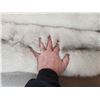 Image 5 : 2 Blue Ranch Fox Soft Tanned Furs Taxidermy