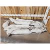 Image 7 : 2 Blue Ranch Fox Soft Tanned Furs Taxidermy