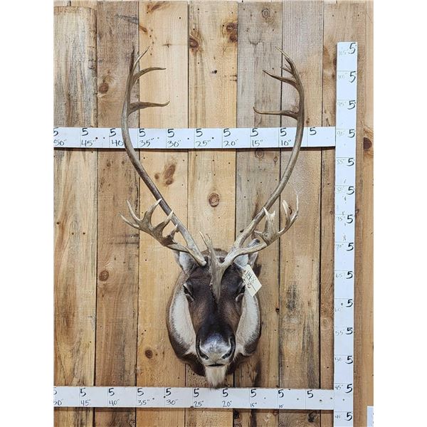 Extra Nice Caribou Shoulder Mount Taxidermy