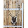Image 1 : Extra Nice Caribou Shoulder Mount Taxidermy