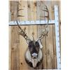 Image 2 : Extra Nice Caribou Shoulder Mount Taxidermy