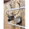 Image 3 : Extra Nice Caribou Shoulder Mount Taxidermy