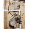 Image 4 : Extra Nice Caribou Shoulder Mount Taxidermy