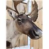 Image 5 : Extra Nice Caribou Shoulder Mount Taxidermy