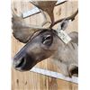 Image 6 : Extra Nice Caribou Shoulder Mount Taxidermy