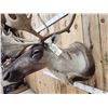 Image 7 : Extra Nice Caribou Shoulder Mount Taxidermy