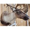 Image 8 : Extra Nice Caribou Shoulder Mount Taxidermy