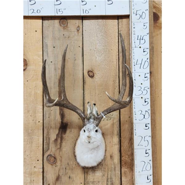 Jackalope Shoulder Mount Taxidermy
