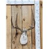 Image 1 : Jackalope Shoulder Mount Taxidermy