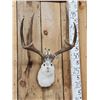 Image 2 : Jackalope Shoulder Mount Taxidermy