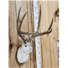 Image 3 : Jackalope Shoulder Mount Taxidermy