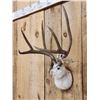 Image 4 : Jackalope Shoulder Mount Taxidermy