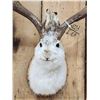 Image 5 : Jackalope Shoulder Mount Taxidermy