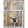 Image 1 : Extra Nice Caribou Shoulder Mount Taxidermy