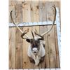 Image 2 : Extra Nice Caribou Shoulder Mount Taxidermy