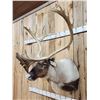 Image 3 : Extra Nice Caribou Shoulder Mount Taxidermy