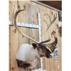 Image 4 : Extra Nice Caribou Shoulder Mount Taxidermy
