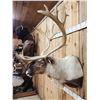 Image 6 : Extra Nice Caribou Shoulder Mount Taxidermy