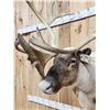 Image 7 : Extra Nice Caribou Shoulder Mount Taxidermy
