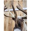 Image 8 : Extra Nice Caribou Shoulder Mount Taxidermy