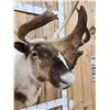 Image 9 : Extra Nice Caribou Shoulder Mount Taxidermy