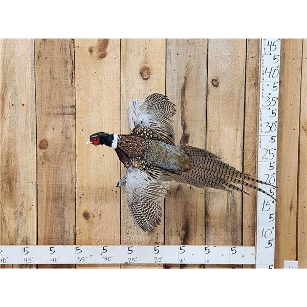 Ringneck Pheasant In Flight Bird Taxidermy