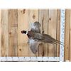 Image 1 : Ringneck Pheasant In Flight Bird Taxidermy