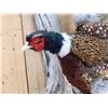 Image 2 : Ringneck Pheasant In Flight Bird Taxidermy