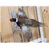 Image 3 : Ringneck Pheasant In Flight Bird Taxidermy