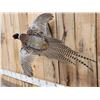 Image 4 : Ringneck Pheasant In Flight Bird Taxidermy