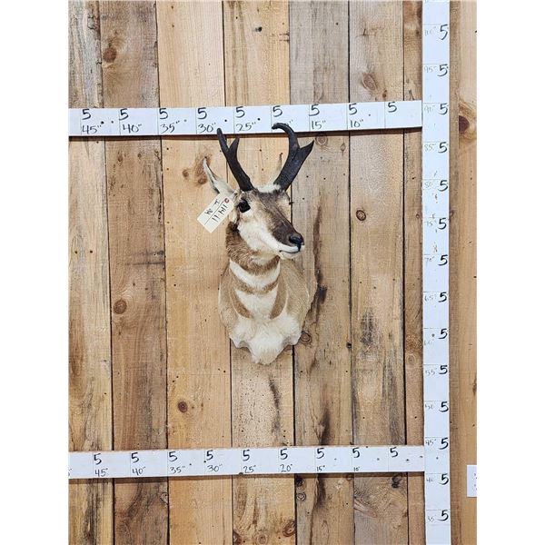 Nice Pronghorn Antelope Shoulder Mount Taxidermy
