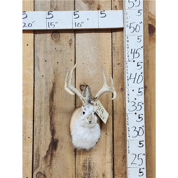 Jackalope Shoulder Mount Taxidermy