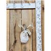 Image 1 : Jackalope Shoulder Mount Taxidermy