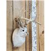 Image 2 : Jackalope Shoulder Mount Taxidermy
