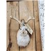 Image 3 : Jackalope Shoulder Mount Taxidermy