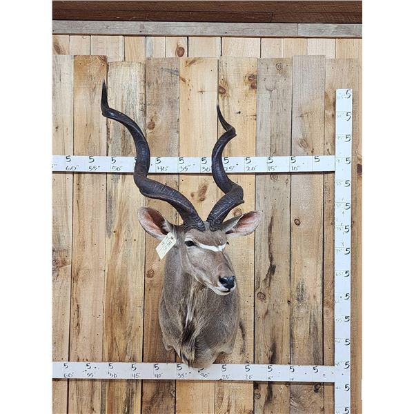 African Kudu Shoulder Mount Taxidermy