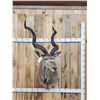 Image 1 : African Kudu Shoulder Mount Taxidermy