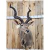 Image 2 : African Kudu Shoulder Mount Taxidermy