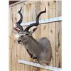Image 3 : African Kudu Shoulder Mount Taxidermy