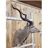 Image 4 : African Kudu Shoulder Mount Taxidermy